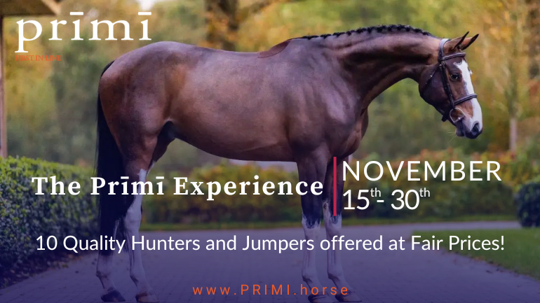 Unveiling Prīmī’s Finest Collection: 10 Exceptional Horses Ready to Shine!